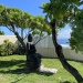 bouddha